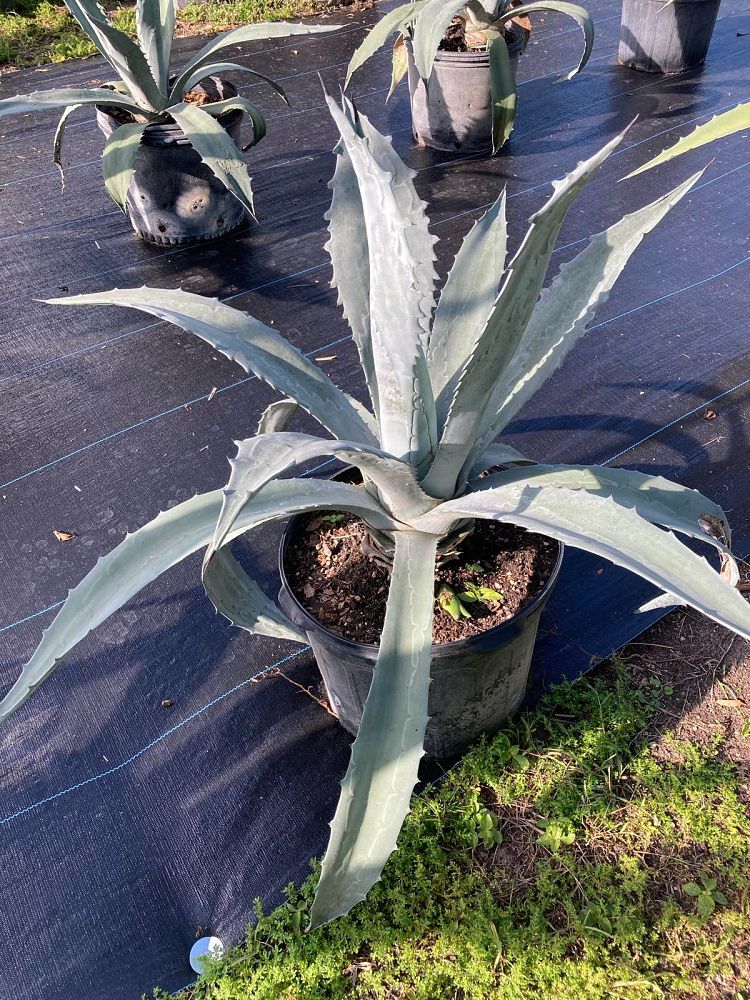 agave-americana-super-blue-century-plant