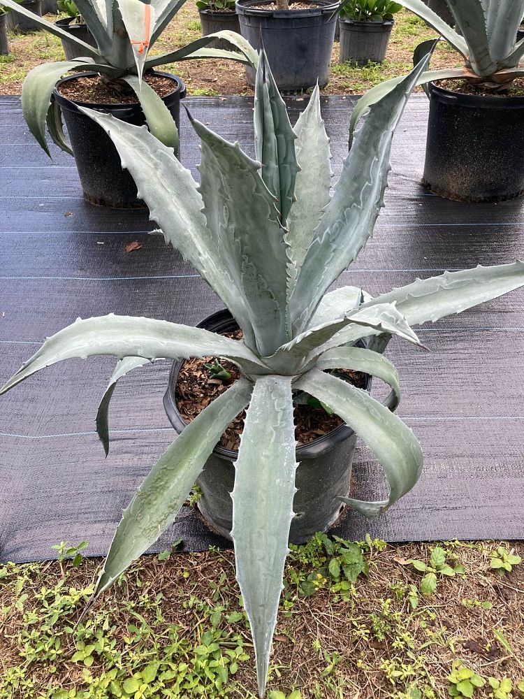 agave-americana-super-blue-century-plant