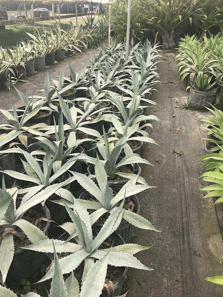 agave-americana-super-blue-century-plant