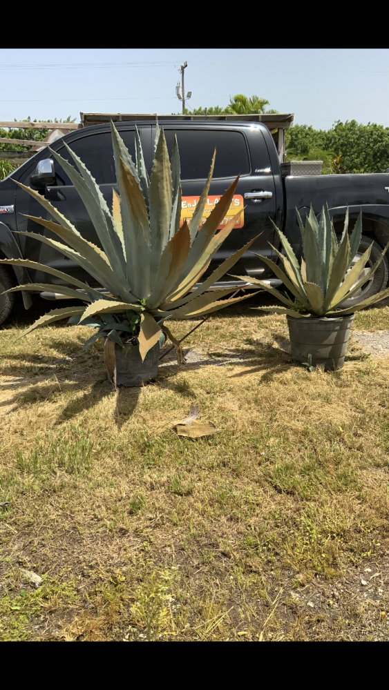 agave-americana-super-blue-century-plant