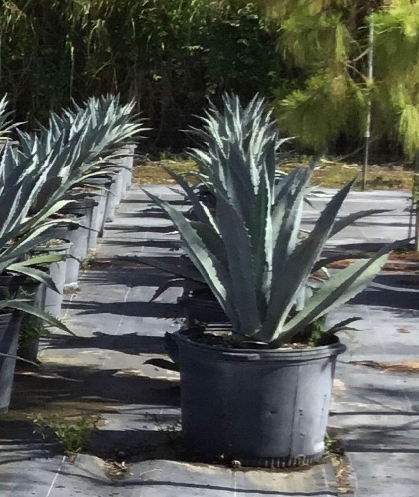 agave-americana-super-blue-century-plant