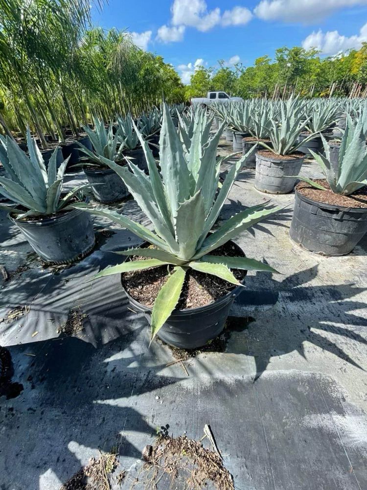 agave-americana-super-blue-century-plant