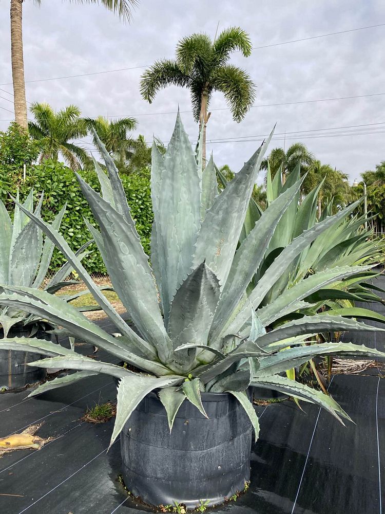 agave-americana-super-blue-century-plant