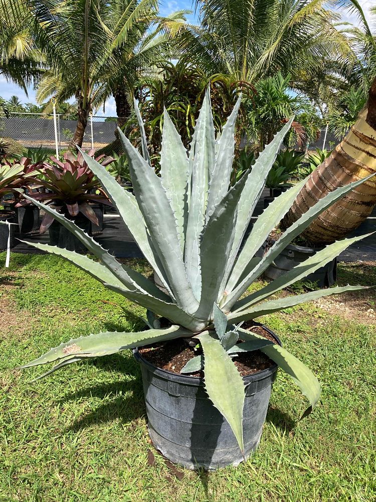 agave-americana-super-blue-century-plant