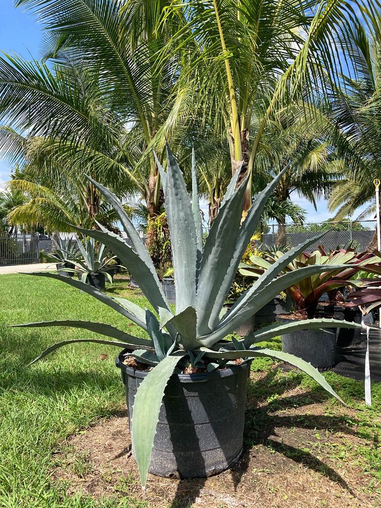 agave-americana-super-blue-century-plant