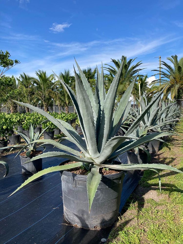 agave-americana-super-blue-century-plant