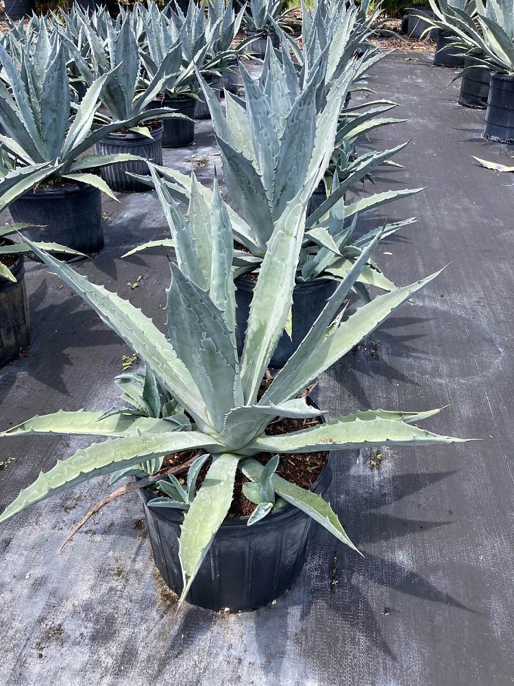 agave-americana-super-blue-century-plant