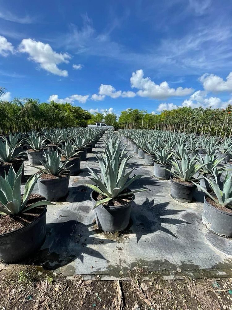 agave-americana-super-blue-century-plant