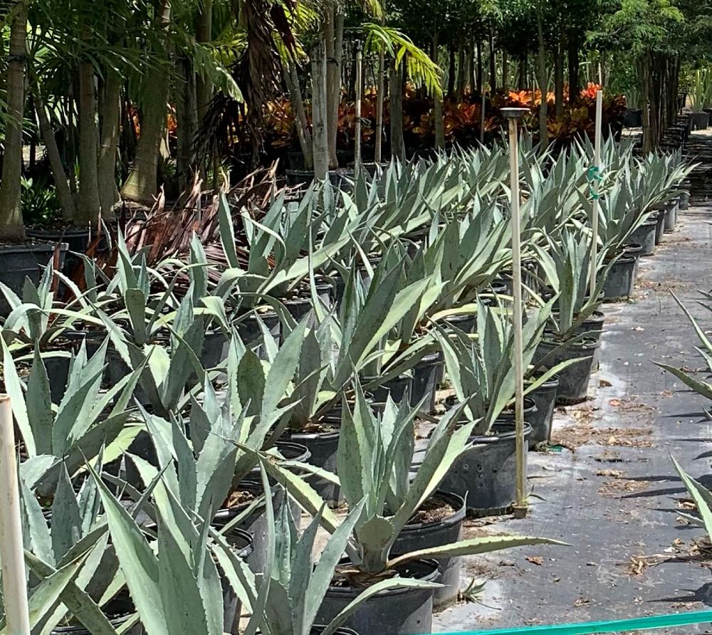 agave-americana-super-blue-century-plant