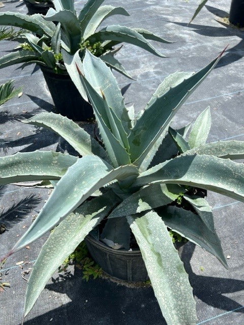 agave-americana-super-blue-century-plant