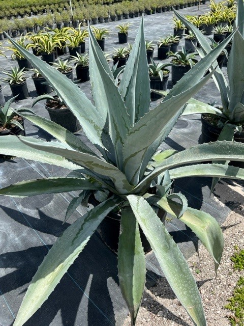 agave-americana-super-blue-century-plant