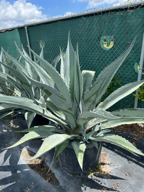 agave-americana-super-blue-century-plant