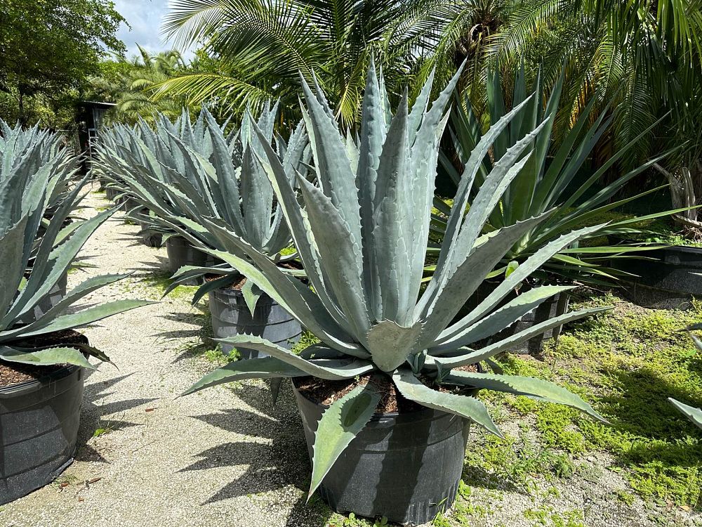 agave-americana-super-blue-century-plant