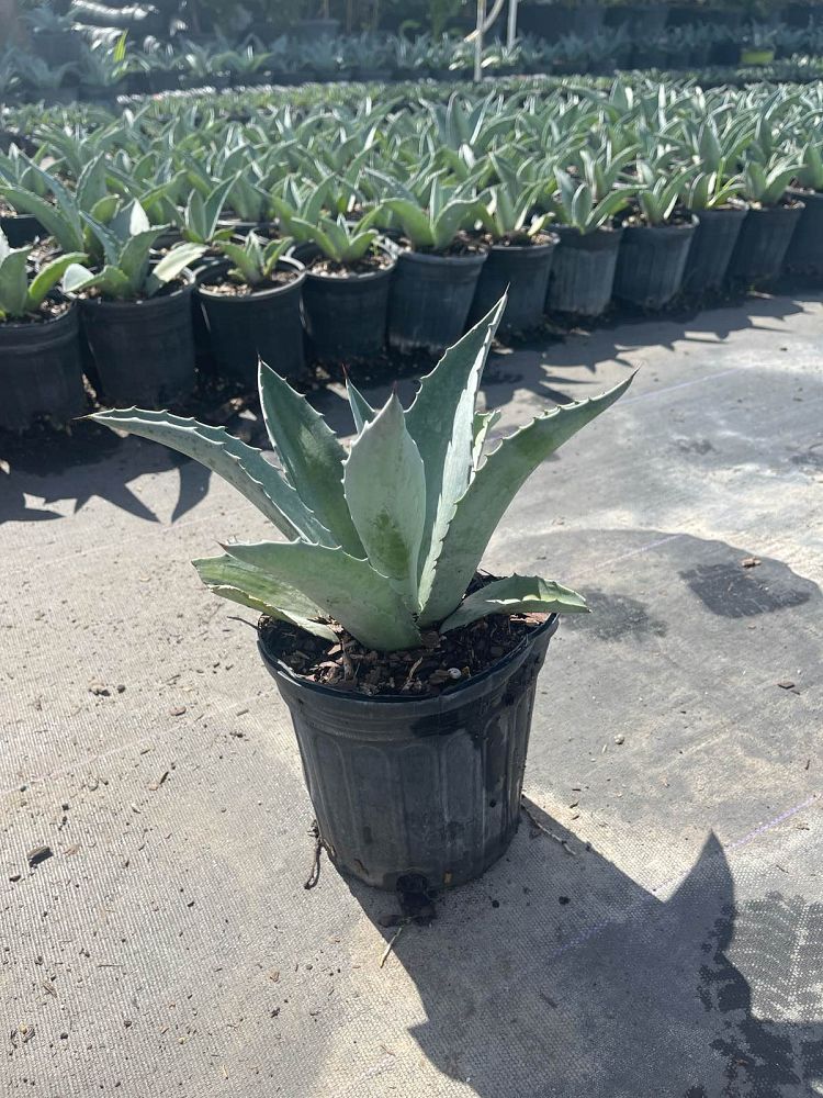 agave-americana-super-blue-century-plant