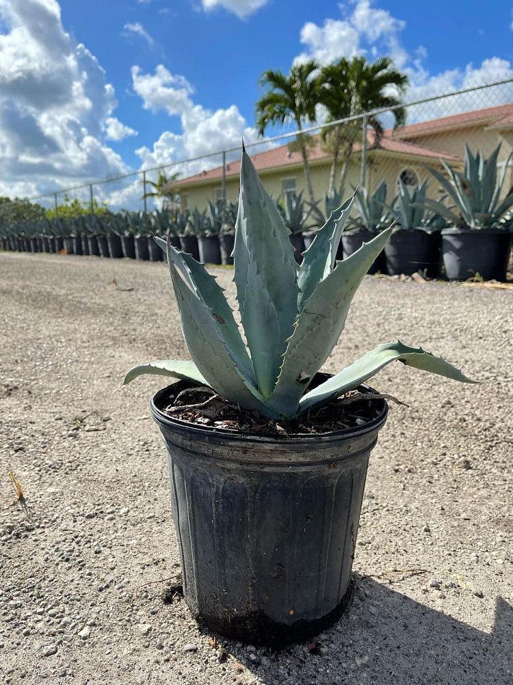 agave-americana-super-blue-century-plant