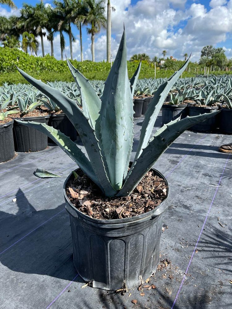 agave-americana-super-blue-century-plant