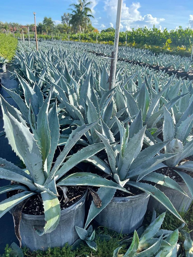 agave-americana-super-blue-century-plant