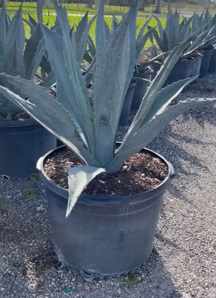 agave-americana-super-blue-century-plant