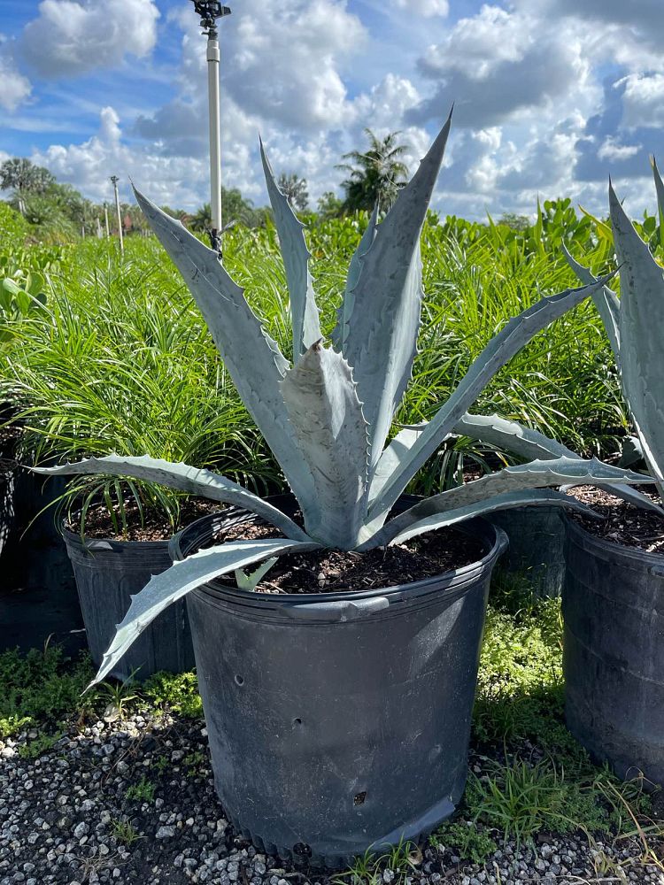agave-americana-super-blue-century-plant