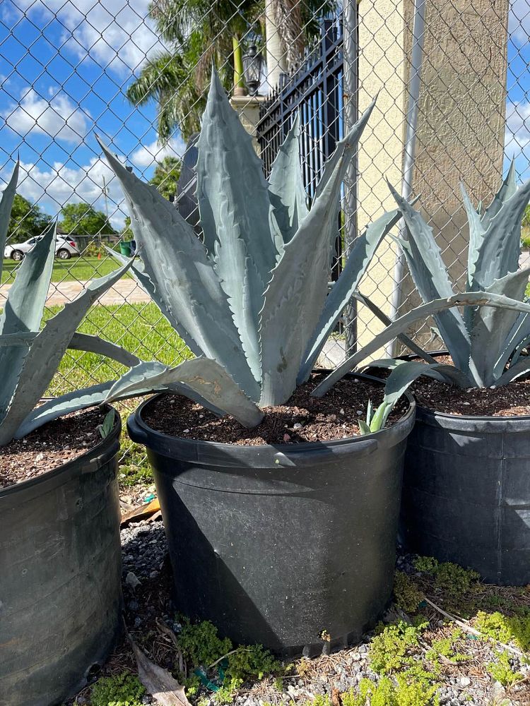agave-americana-super-blue-century-plant