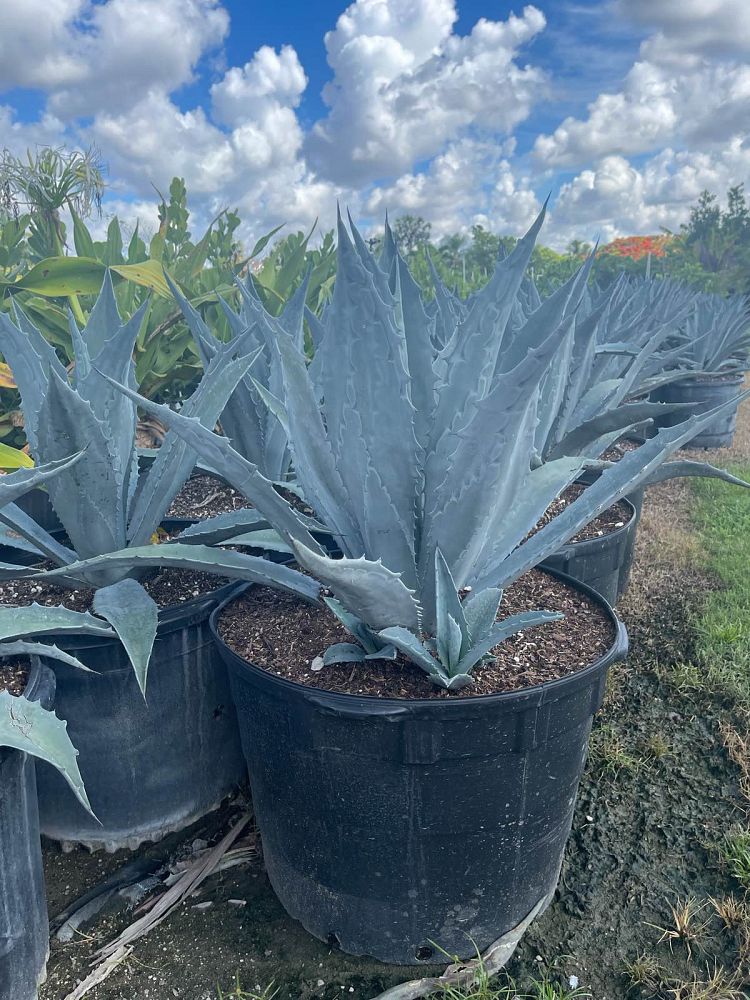 agave-americana-super-blue-century-plant