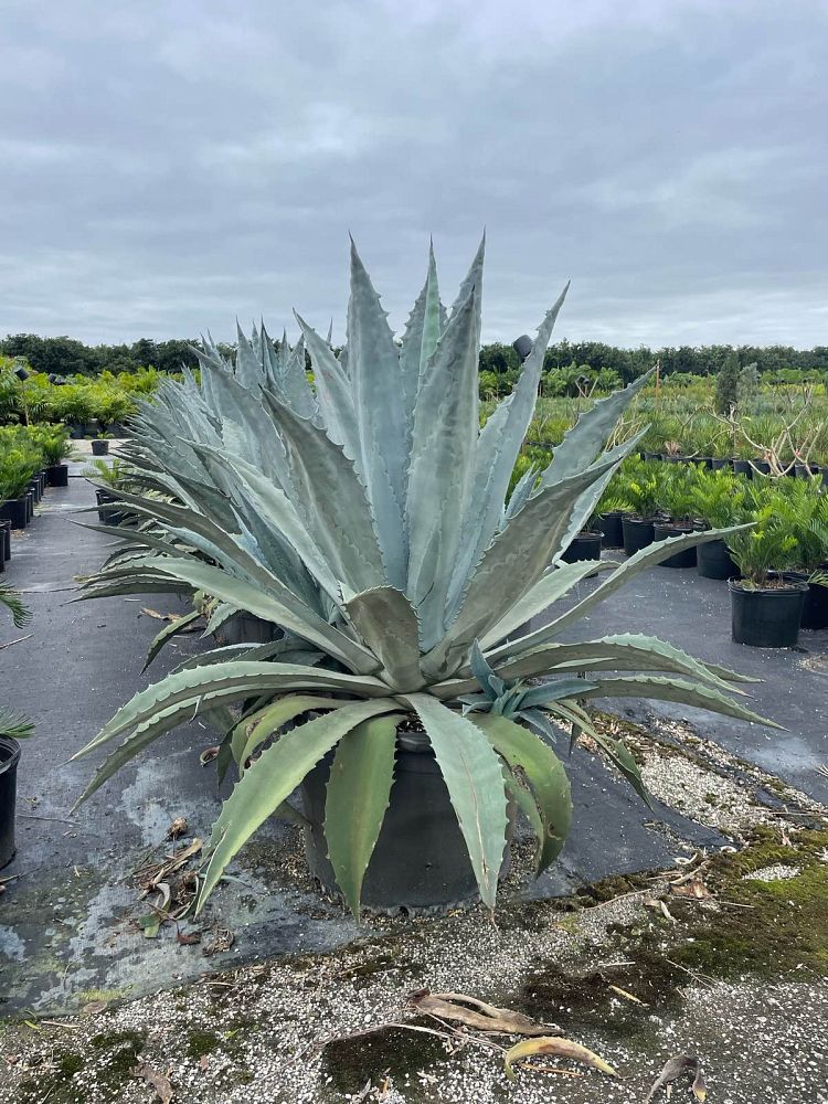 agave-americana-super-blue-century-plant