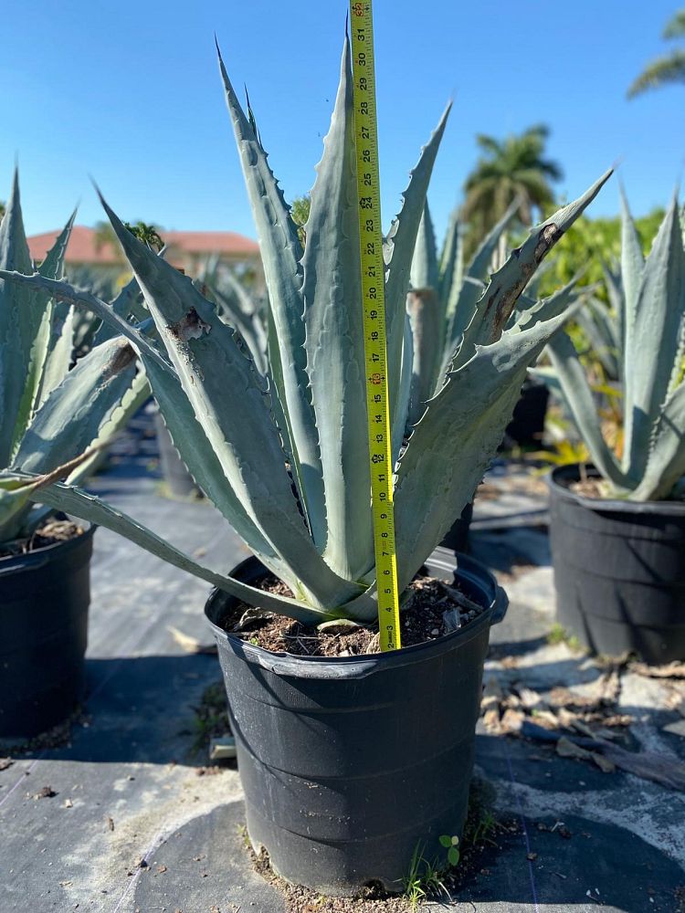 agave-americana-super-blue-century-plant