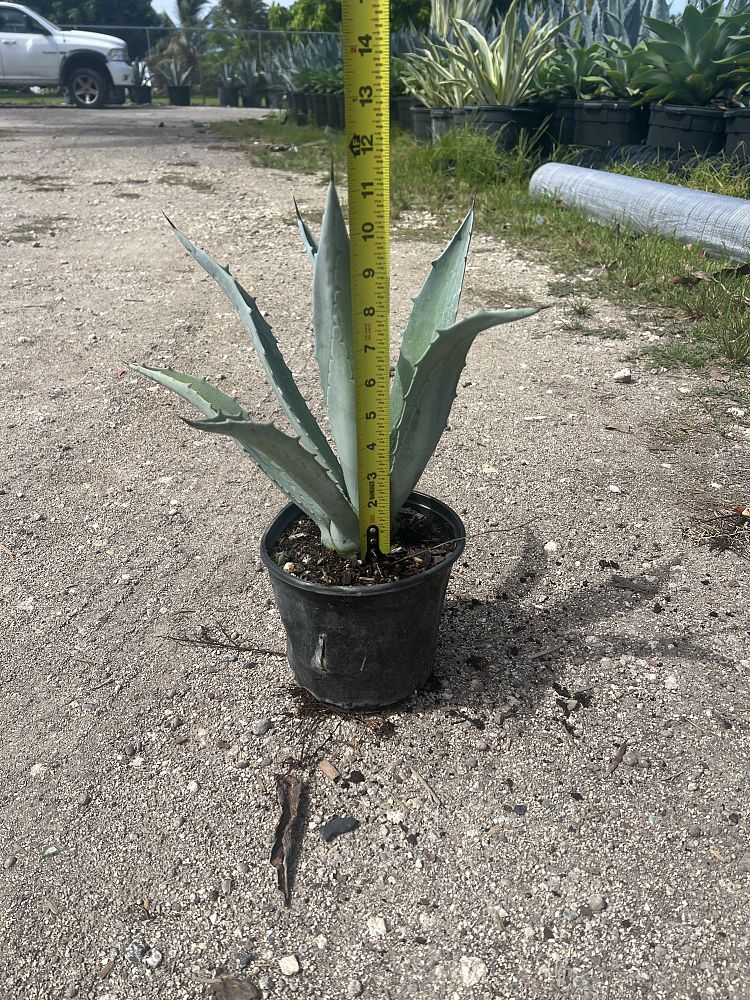 agave-americana-super-blue-century-plant