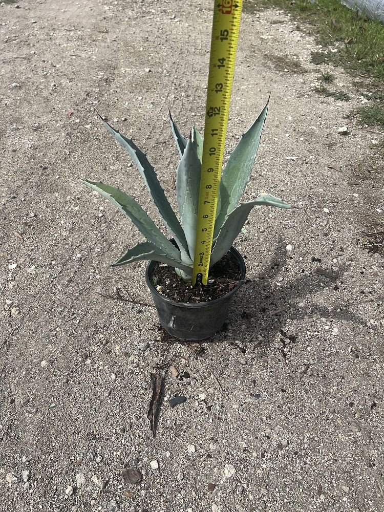 agave-americana-super-blue-century-plant
