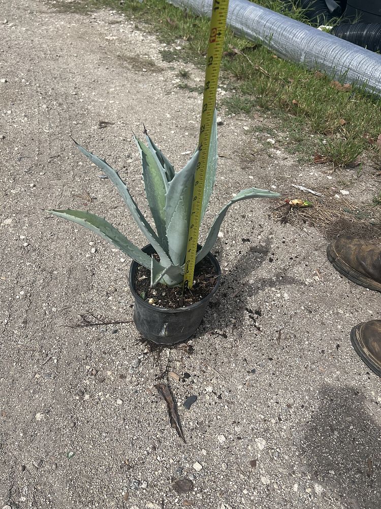 agave-americana-super-blue-century-plant