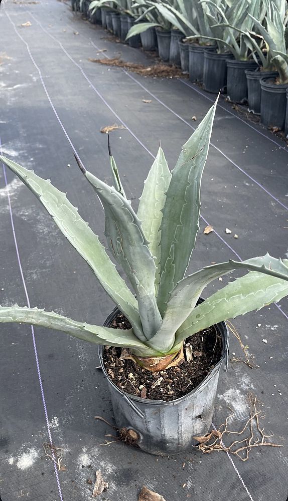 agave-americana-super-blue-century-plant