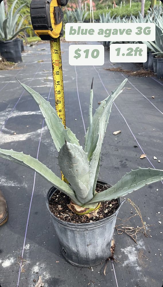 agave-americana-super-blue-century-plant