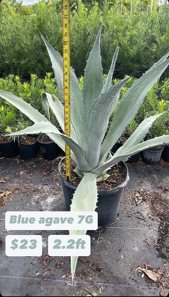 agave-americana-super-blue-century-plant