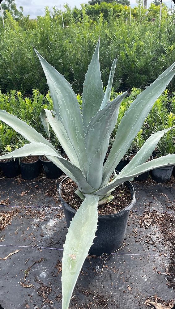 agave-americana-super-blue-century-plant