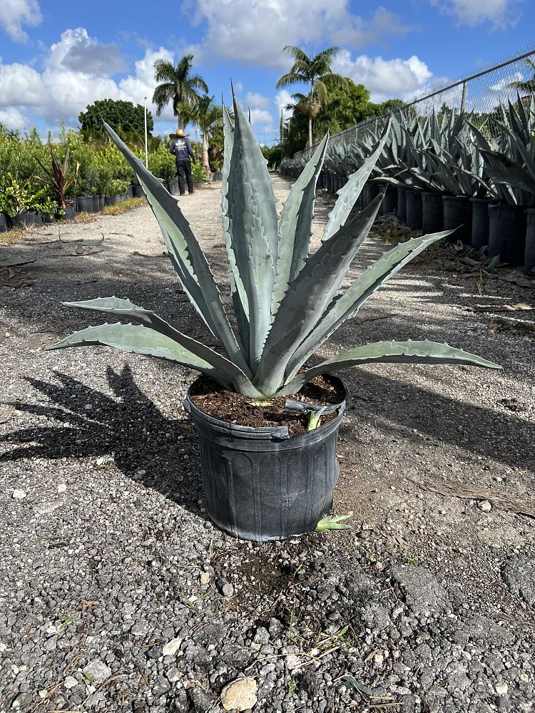agave-americana-super-blue-century-plant