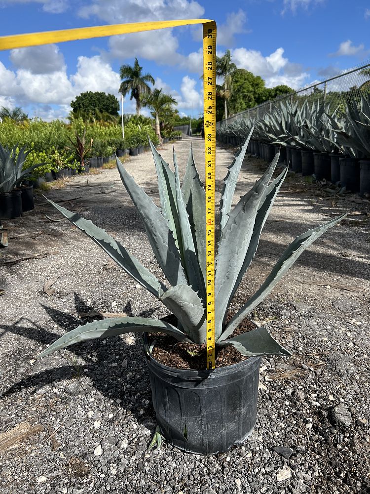 agave-americana-super-blue-century-plant