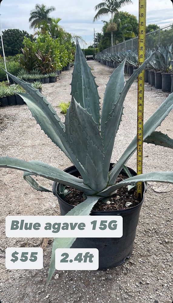 agave-americana-super-blue-century-plant