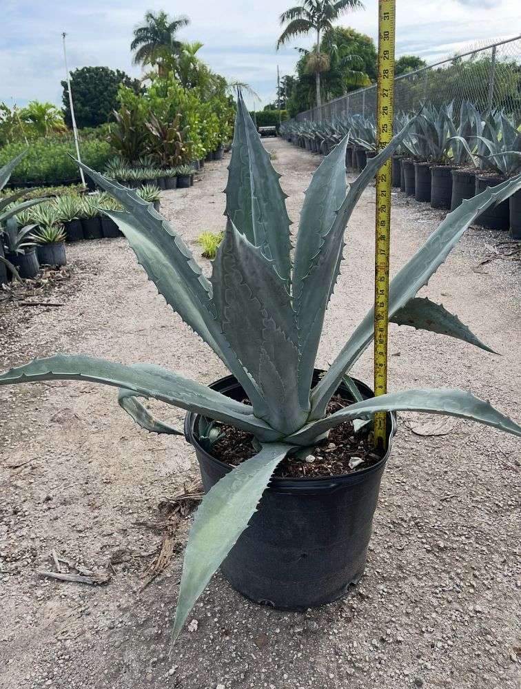 agave-americana-super-blue-century-plant