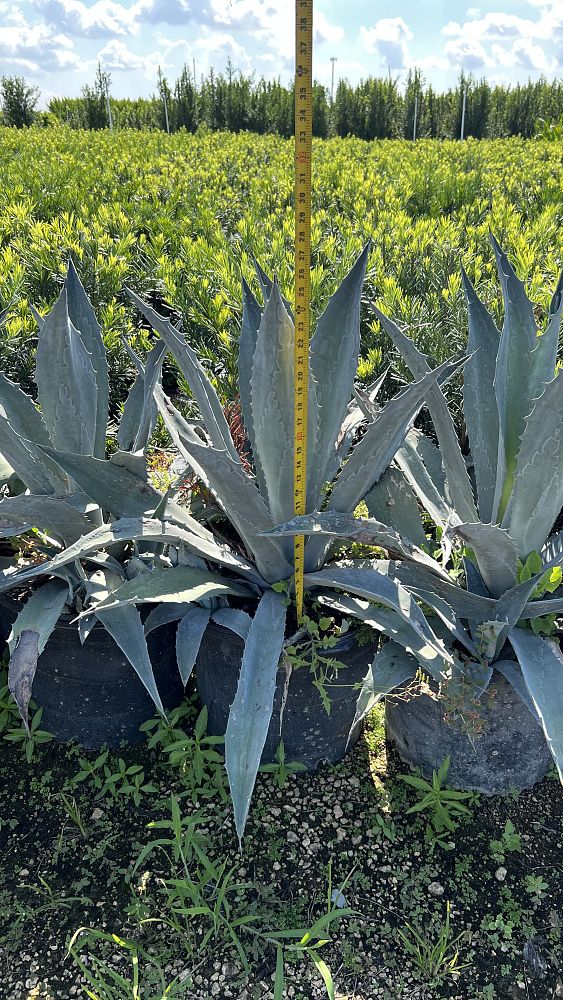 agave-americana-super-blue-century-plant