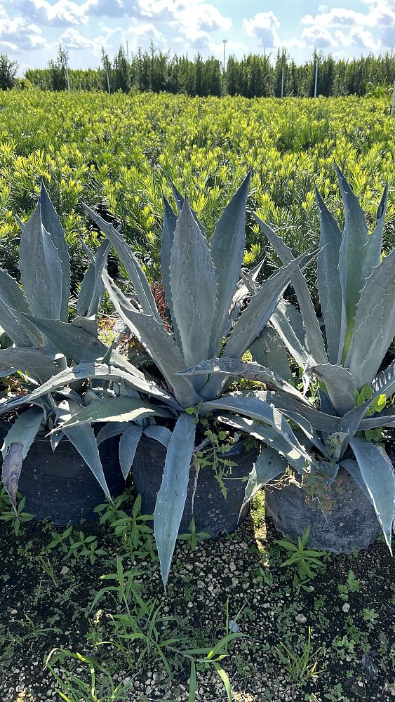agave-americana-super-blue-century-plant