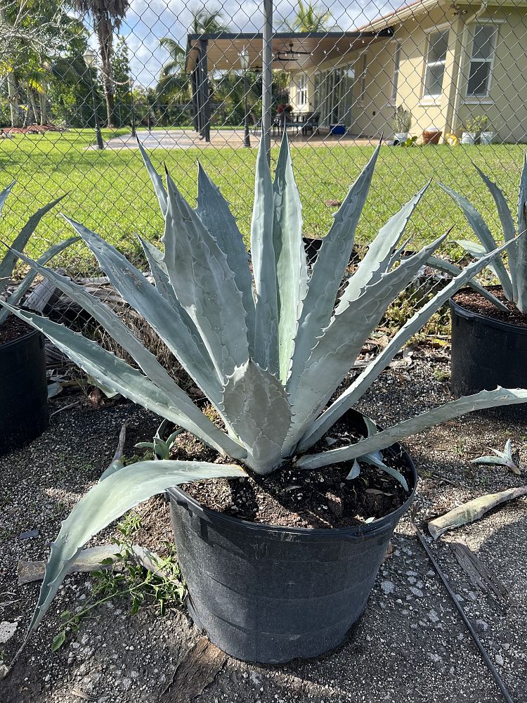 agave-americana-super-blue-century-plant