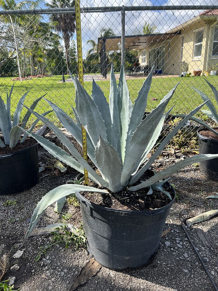 agave-americana-super-blue-century-plant