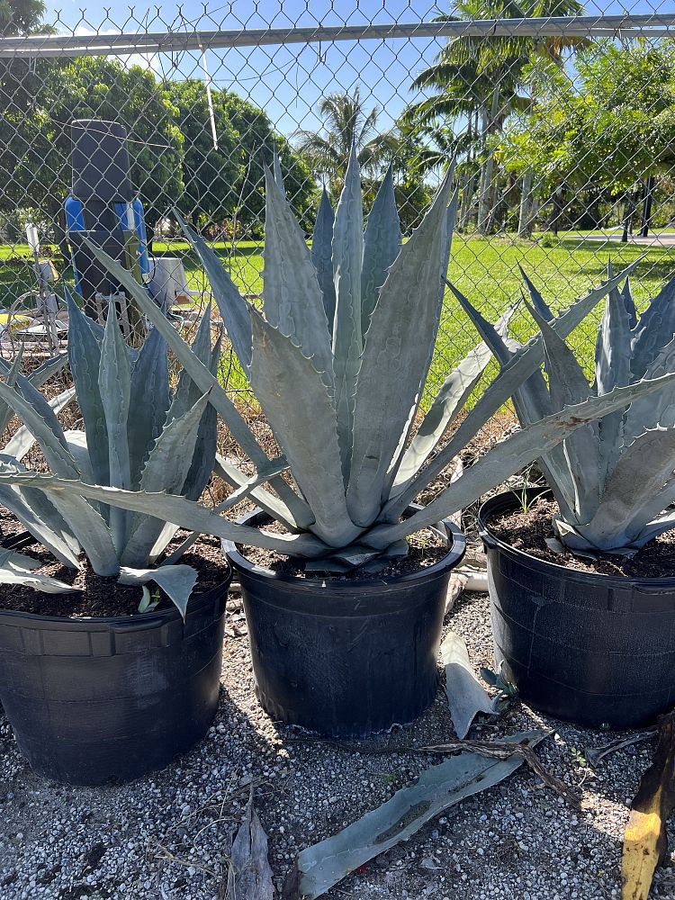 agave-americana-super-blue-century-plant