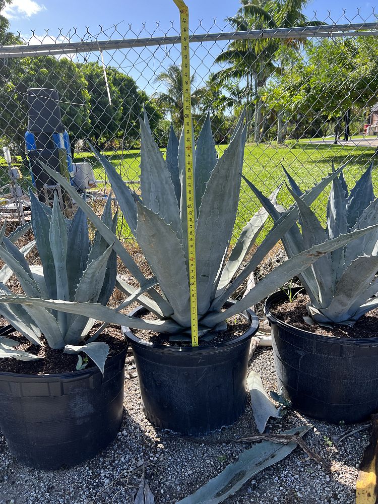 agave-americana-super-blue-century-plant