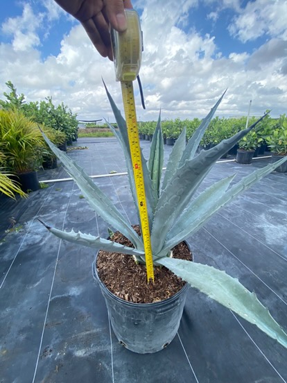 agave-americana-super-blue-century-plant