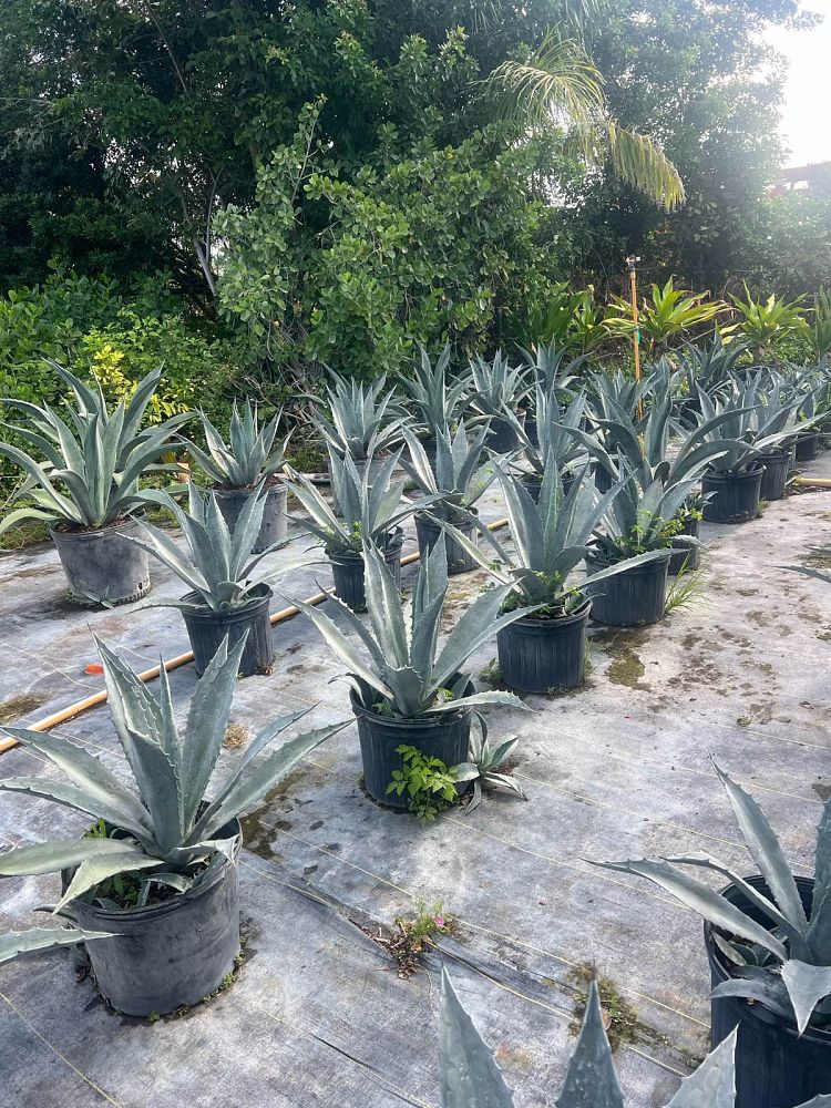 agave-americana-super-blue-century-plant
