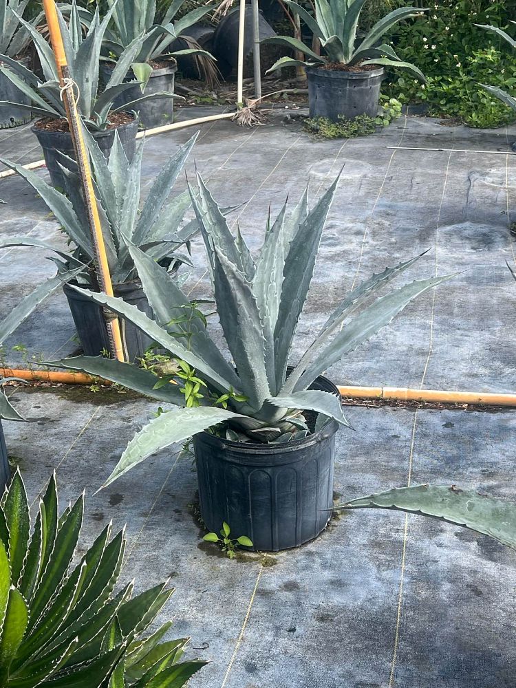agave-americana-super-blue-century-plant