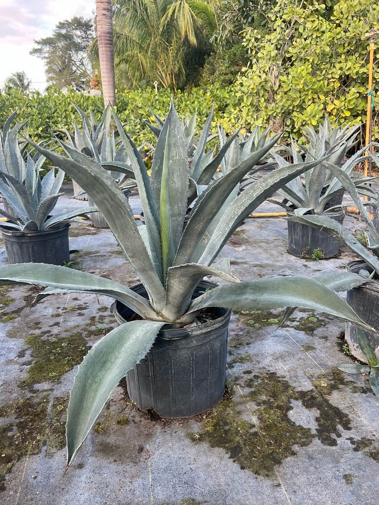 agave-americana-super-blue-century-plant