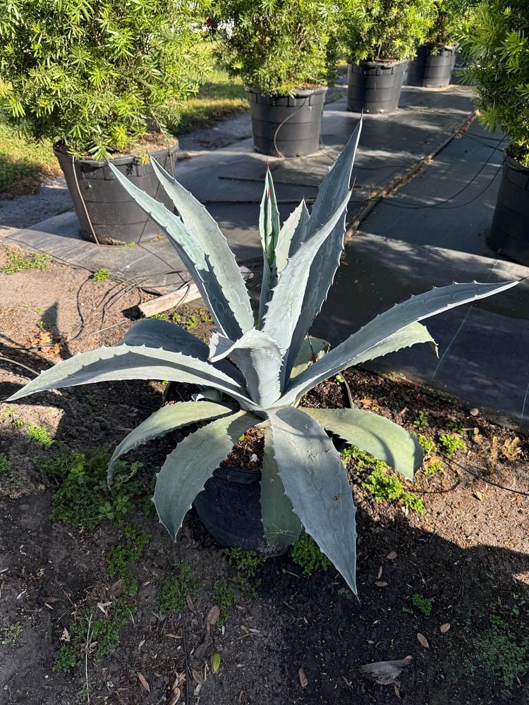 agave-americana-super-blue-century-plant