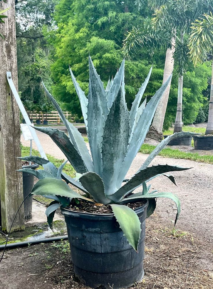 agave-americana-super-blue-century-plant